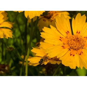 Fresh Marigold Flowers